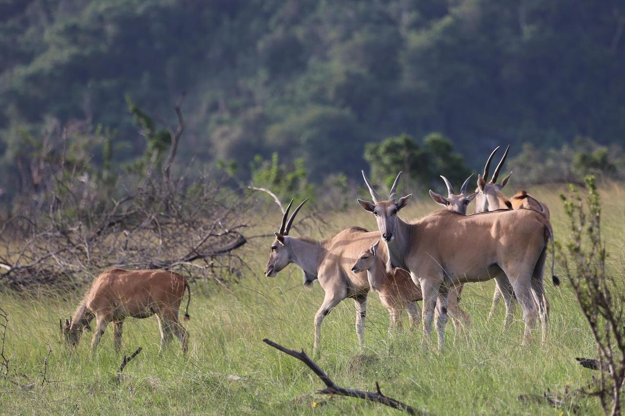 Horseshoe Game Reserve East London Exterior photo