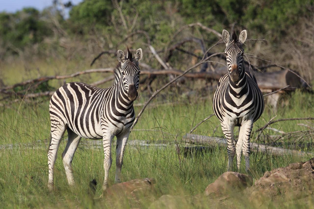 Horseshoe Game Reserve East London Exterior photo